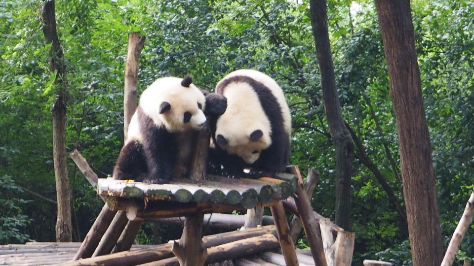 Chengdu Panda Breeding Base Ticket W/ Private Transfer/Guide - Just The Basics