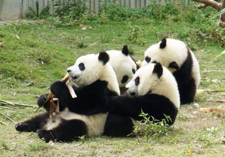 Chengdu Panda Breeding Center Tour Option Panda Keeper - Just The Basics