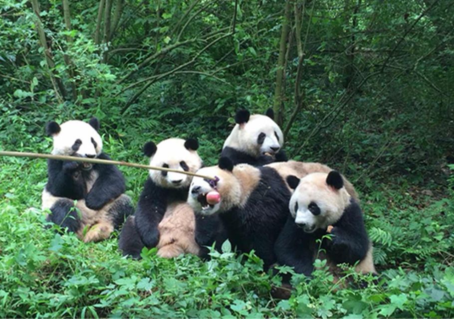 Chengdu Panda & Leshan Buddha One Day Private Tour - Just The Basics