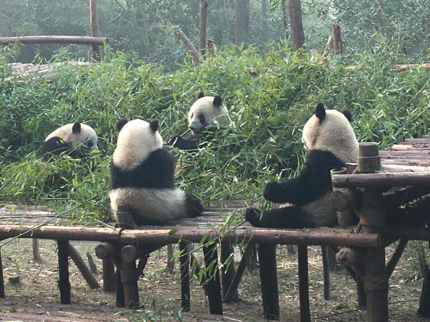 Chengdu: Private Full-Day Panda, City, Museum, & Park Tour - Just The Basics