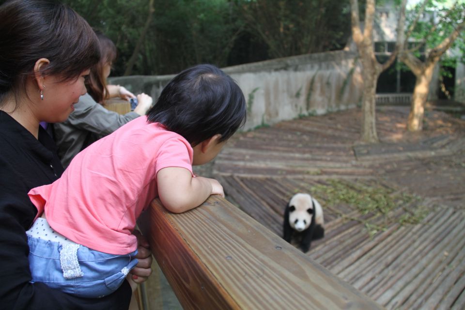 Chengdu: Private Panda Base Tour With 80 Pandas - Just The Basics