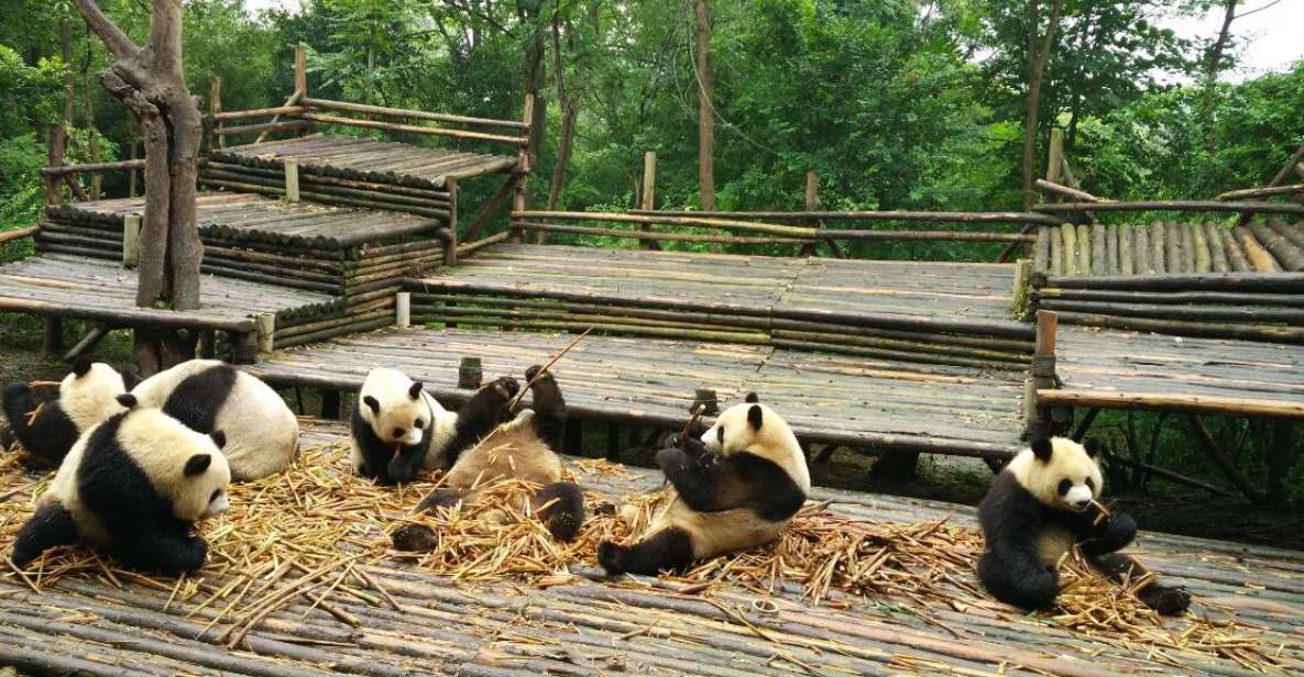 Chengdu Private Tour of Leshan Buddha and Panda Base - Just The Basics