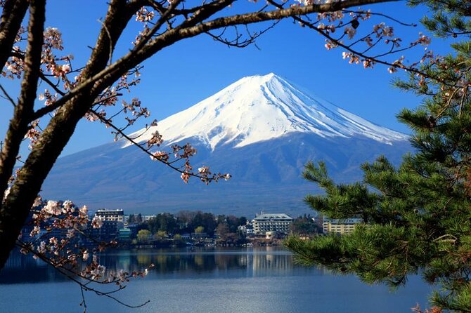 Cherry Blossom ! Five-Story Pagoda,Mt. Fuji 5th Station,Panoramic Ropeway - Key Points