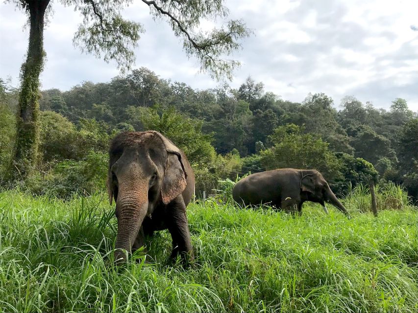 Chiang Mai: Doi Suthep Temple & Elephant Sanctuary Day Trip - Key Points