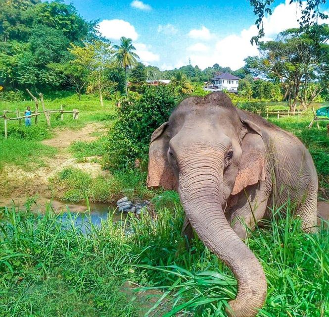 Chiang Mai: Elephant Sanctuary Guided Tour - Key Points