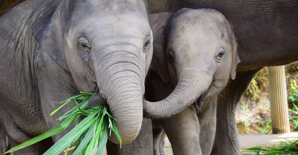 Chiang Mai: Exclusive Elephant Nursery Full-Day Program - Key Points