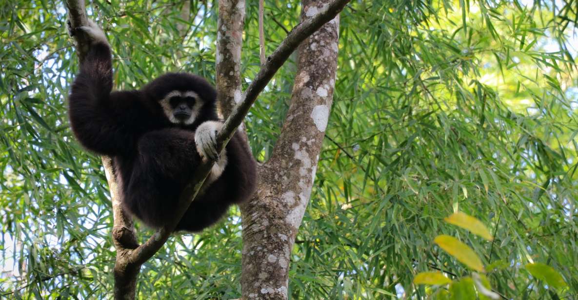 Chiang Mai: Gibbons, Trekking & Mae Kampong Small Group Tour - Key Points