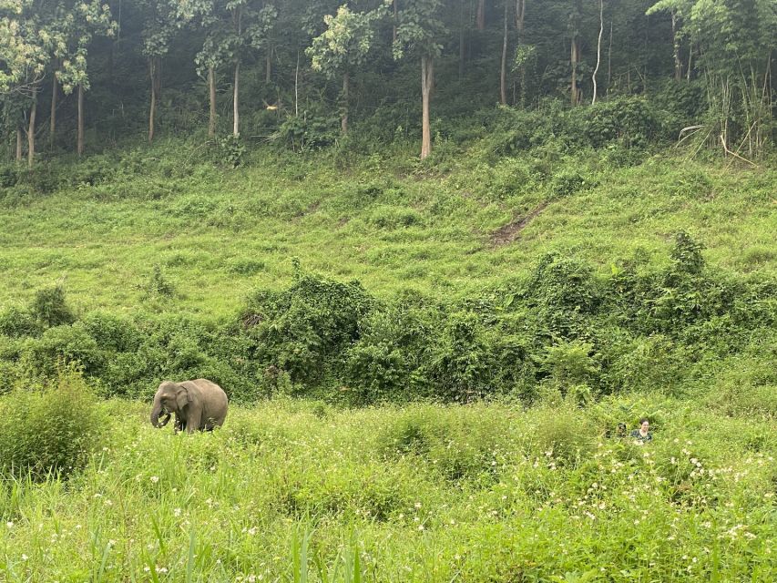 Chiang Mai: Small Group Ethical Elephant Sanctuary Tour - Key Points