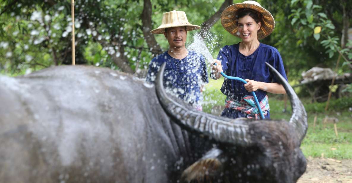 Chiang Mai: Thai Buffalo and Rice Planting Experience - Key Points