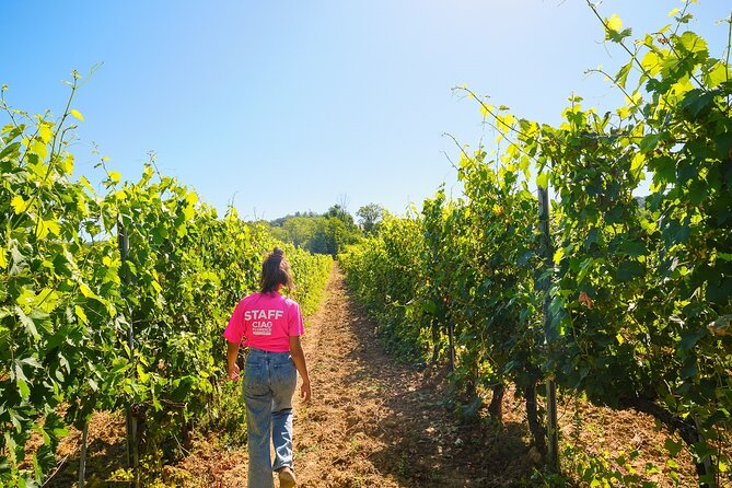 Chianti Vineyards Escape From Florence With Two Wine Tastings - Key Points