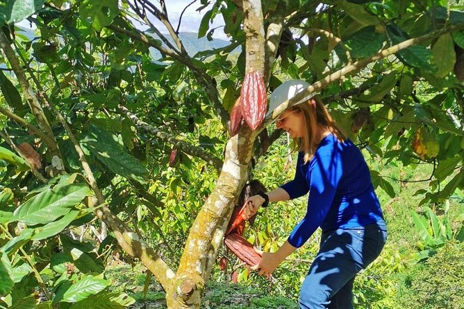 Chocolate Tour In Medellin: A Great Farm Experience - Private Tour - Key Points