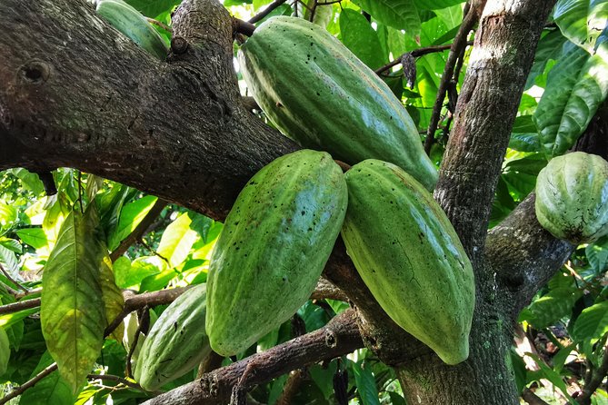 Chocolate Tour Manuel Antonio - Key Points