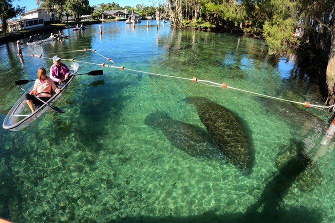 Clear Kayak Manatee Ecotour of Crystal River - Just The Basics