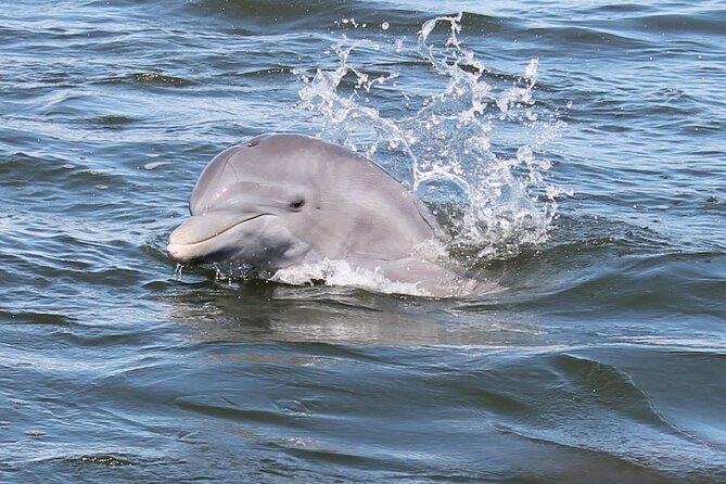 Cocoa Beach Dolphin Tours on the Banana River - Just The Basics