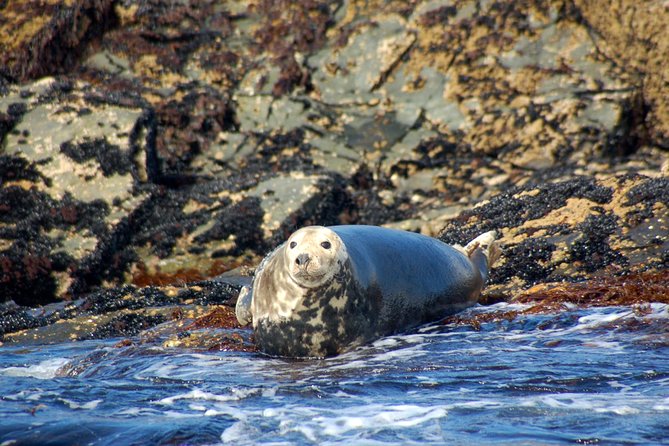 Connemara & Inishturk Island Wildlife Watching Cruise. Private Guided Full-Day - Key Points