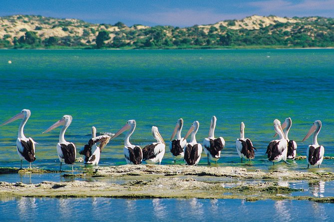 Coorong 3.5-Hour Discovery Cruise - Just The Basics