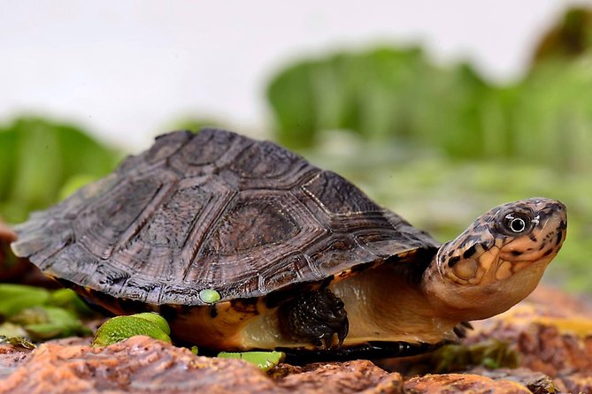 Corsica A Cupulatta Turtle Park Skip the Line Admission Ticket - Just The Basics