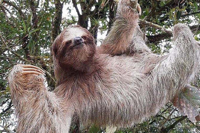 Costa Rica Sloth Tour in La Fortuna - Key Points