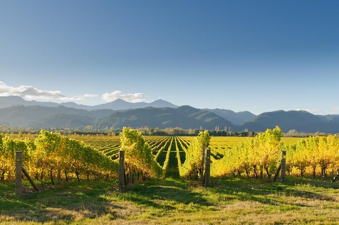 Cruise Excursion - Wines of Marlborough Tour - Key Points