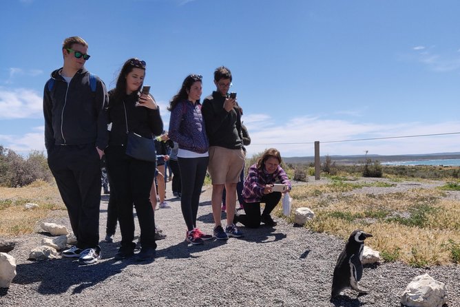 Cruise Shore Excursion Punta Tombo - Tickets Included - Puerto Madryn Patagonia - Key Points