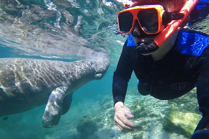 Crystal River Guided Swim With the Manatees (Mar ) - Good To Know