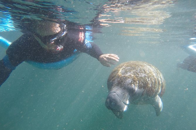 Crystal River Manatee Small-Group Snorkeling Experience - Just The Basics