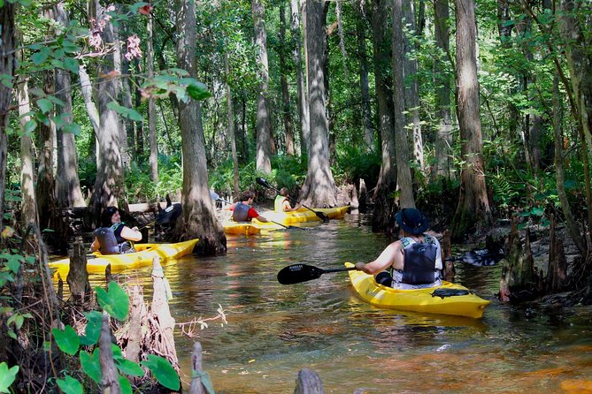 Cypress Forest Guided Kayak Nature Eco-Tour - Just The Basics
