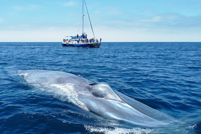 Dana Point Dolphin and Whale Watching Eco-Safari - Experience the Excitement of Eco-Safari
