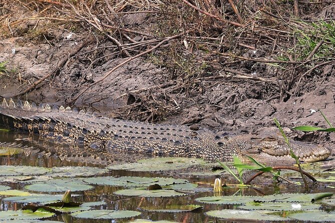 Darwin: Evening Tour to Fogg Dam Wetlands and Humpty Doo Hotel - Key Points