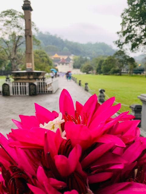 Day Tour in Awesome Kandy City From Colombo - Key Points