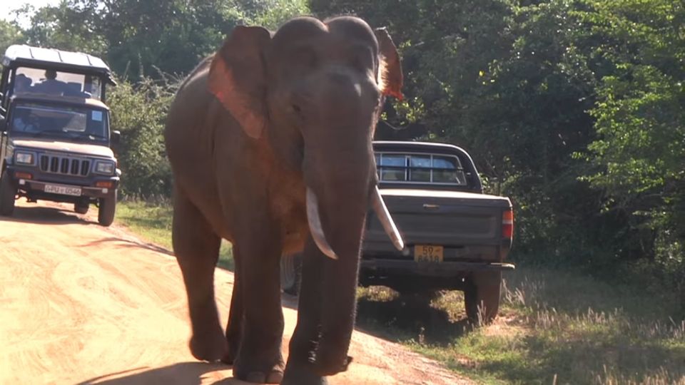 Day With Elephants at Udawalawe National Park & Transit Camp - Key Points