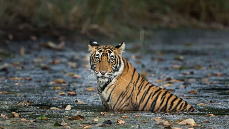 Delhi: 3-Day Trip to Ranthambore National Park With Safari