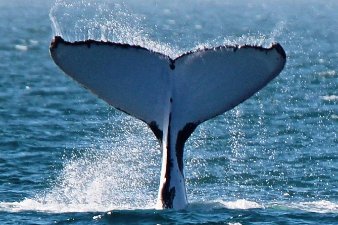 Deluxe Mega Fauna Humpback or Whaleshark Swim Ningaloo Reef - Key Points