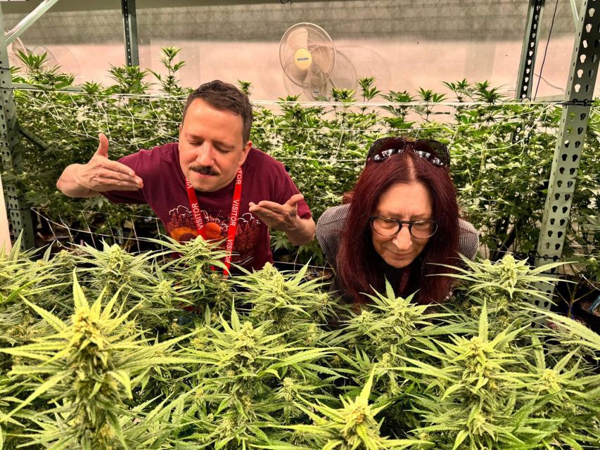 Denver: Private Luxury Cannabis Tour - Key Points