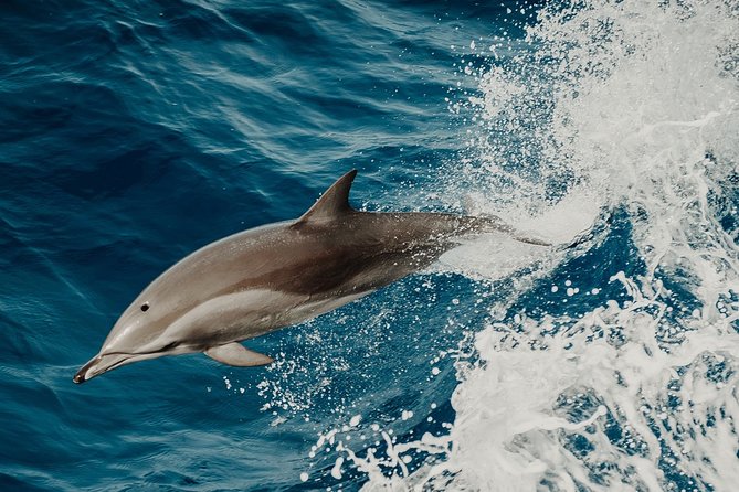 Depart Saint Raphaël: Meet the Dolphins - Key Points
