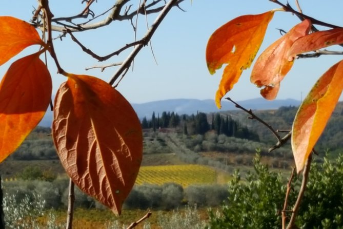 Discover Chianti Through Its Wines - Key Points