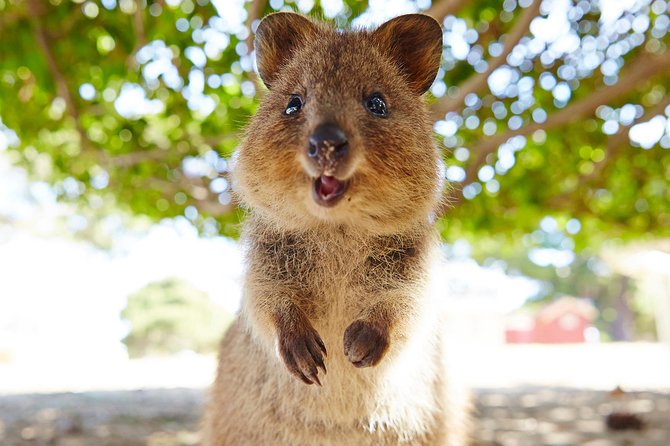 Discover Rottnest With Ferry & Bus Tour - Just The Basics