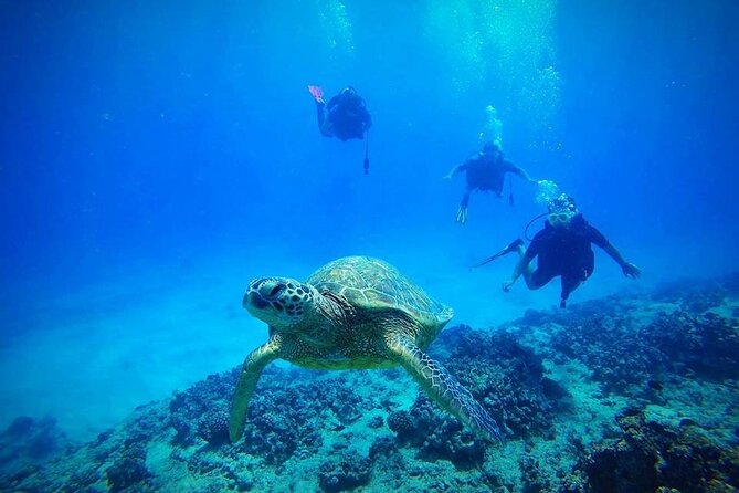 DISCOVER Scuba Diving Experience in Honolulu - Key Points