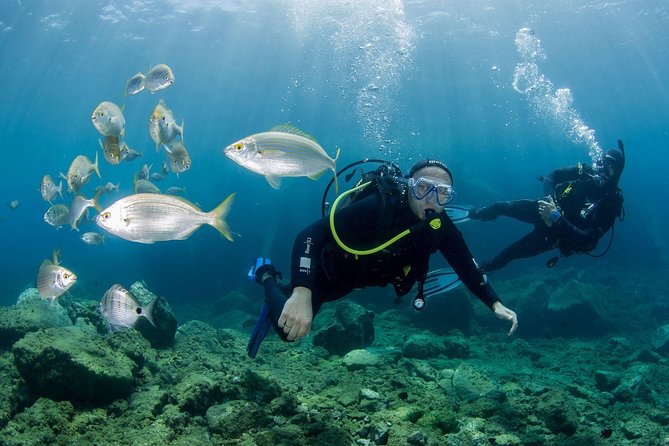 Discover Scuba Diving in Puerto De Mogan - Just The Basics