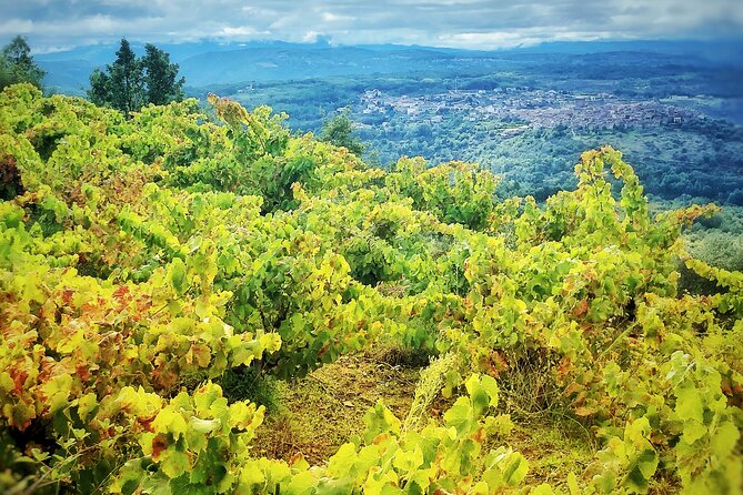 Discover the Unique Wine and Villages of the Sierra De Salamanca - Wine Tasting in Historic Villages