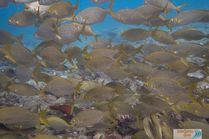 Dive Baptism 1 Dive In Tenerife 3,5h - Experience Highlights