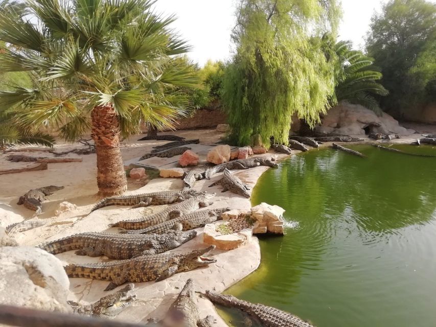 Djerba: Explore Park and Crocodile Farm With Pickup - Key Points