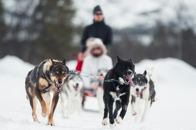 Dog Sled Tour and Puppy Cuddles - Key Points