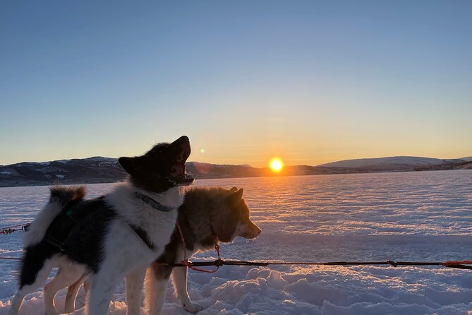 Dog Sledding With Greenland Dogs - What to Wear