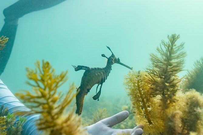 Dolphin and Seal Swim Reef Snorkel Boat Tour Mornington Peninsula - Key Points