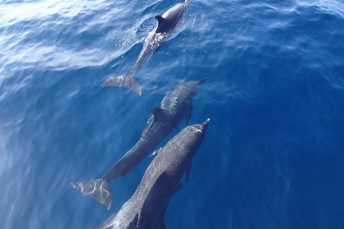 Dolphin and Snorkeling Trip With Costarican Companys