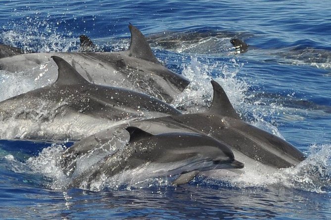 Dolphin and Whale Safari in Gran Canaria - Safari Details and Logistics