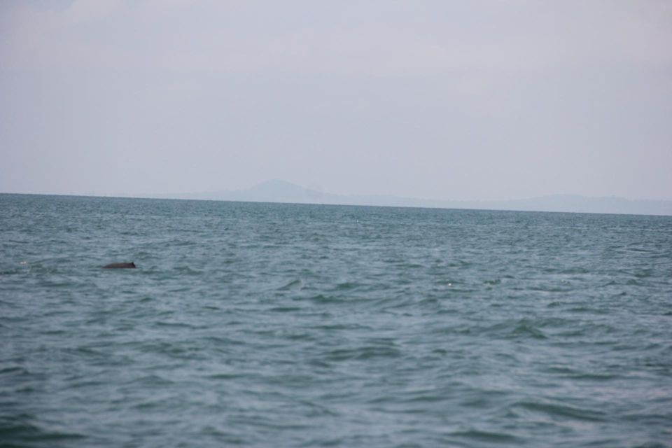 DOLPHIN COASTAL EXPEDITION by Discovery Center, Kep West - Key Points