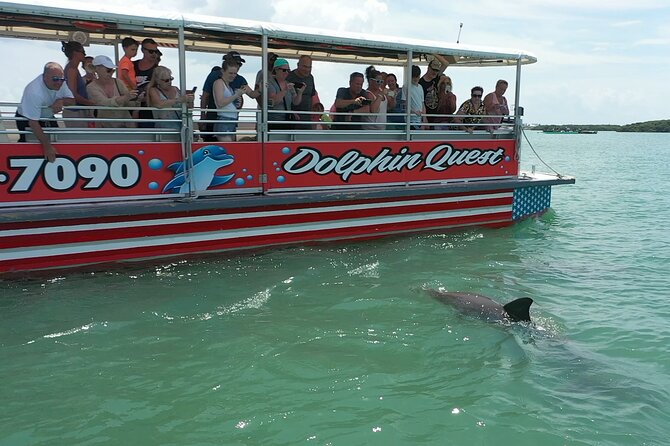 Dolphin Quest - Sightseeing/Eco Cruise, Johns Pass, Madeira Beach, FL - Just The Basics