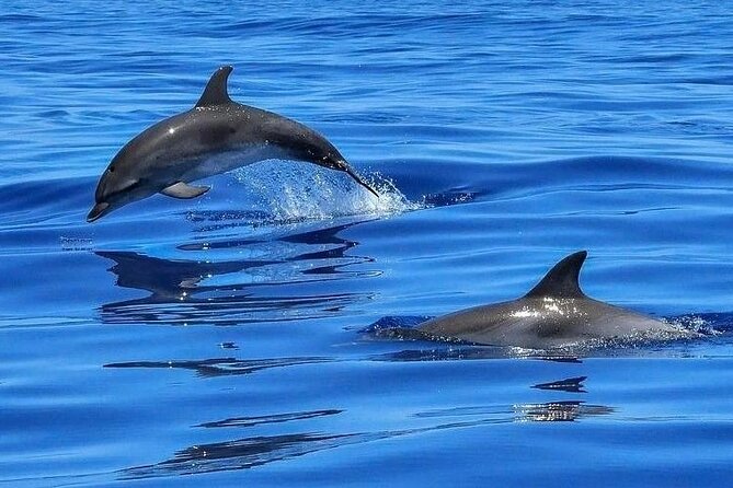 Dolphin Shelling Snorkeling Cruise in Tampa - Just The Basics